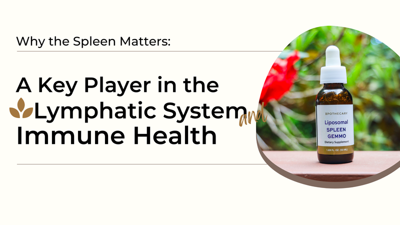 Why the Spleen Matters: A Key Player in the Lymphatic System and Immune Health