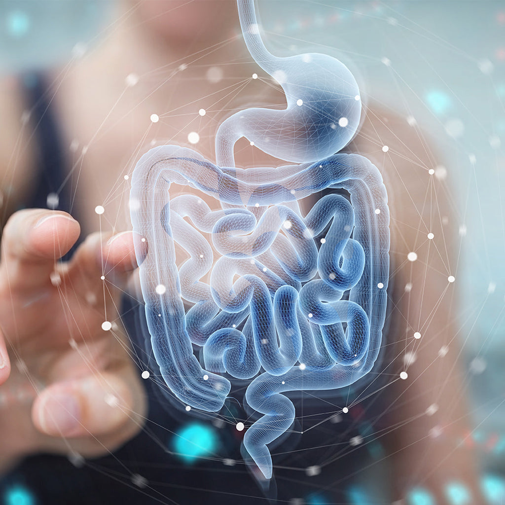 Digestive Health and Microbiome Supplements